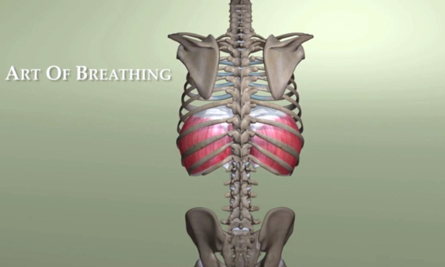 Movements of the Breath - 3Dbreath.com